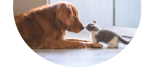 Petplan Canada Review 2025